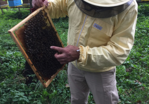 Pszczelarz pokazuje dzieciom ramkę z pszczołami