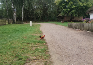 Wiejskie podwórko