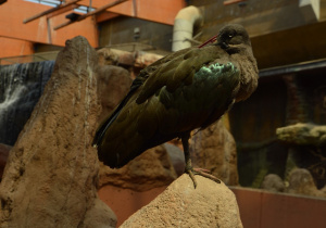 Zwierzeta w ordodzie zoologicznym