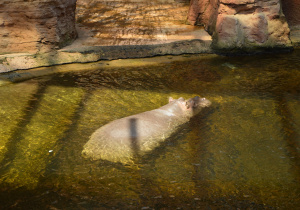 Zwierzeta w ordodzie zoologicznym