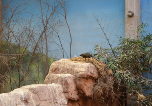 Zwierzeta w ordodzie zoologicznym