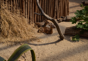Zwierzeta w ordodzie zoologicznym