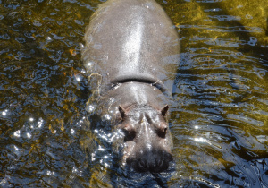 Zwierzeta w ordodzie zoologicznym