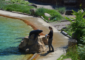 Zwierzeta w ordodzie zoologicznym