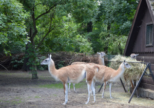 Zwierzeta w ordodzie zoologicznym