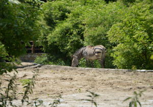 Zwierzeta w ordodzie zoologicznym