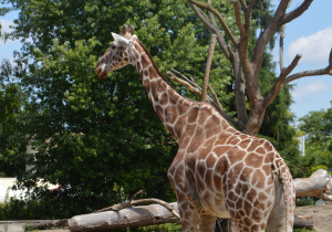 Zwierzeta w ordodzie zoologicznym