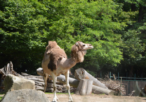 Zwierzeta w ordodzie zoologicznym