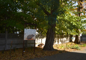 Fragment kącika przyrodniczego